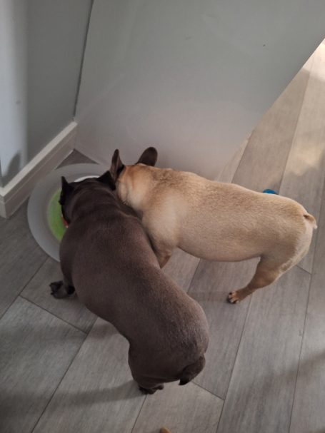 Pet sitting pop in visits to feed and play with your dog