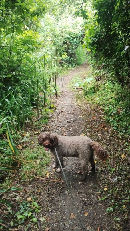 Barney out for a walk by the river in St Neots