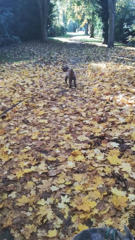 Barney the Cockerpoo on an autumn dog walk in St Neots