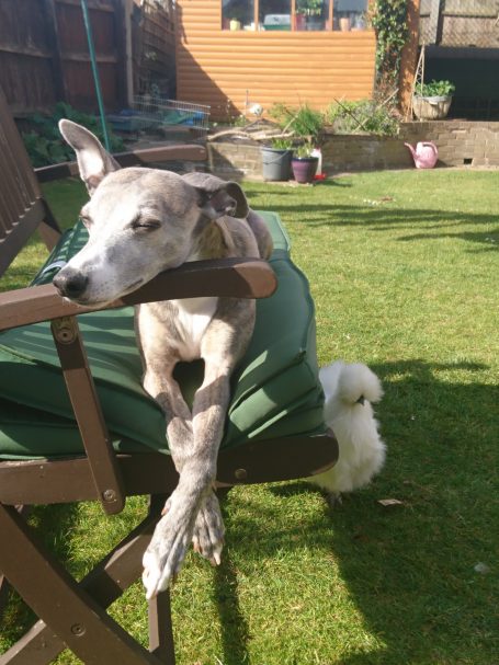 Albert the Whippet and Snowy the chicken lounging in the garden