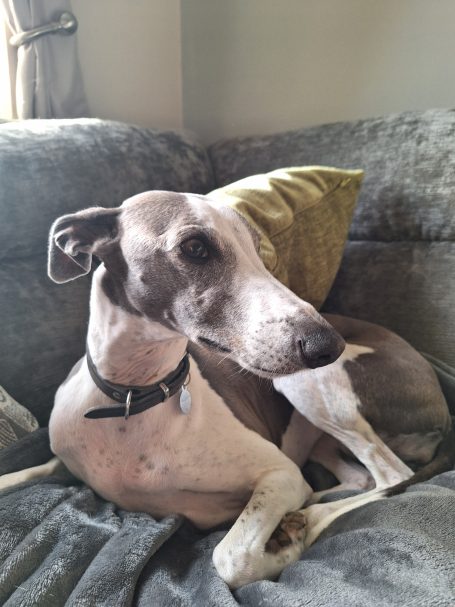 Maggie the Whippet enjoying home dog sitting in St Neots